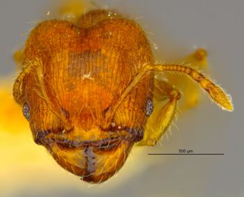 Media type: image;   Entomology 20750 Aspect: head frontal view